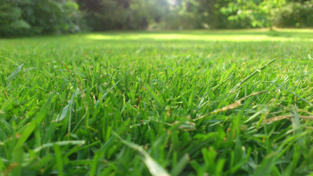 Best Grass Seeds